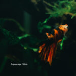 Aquascape